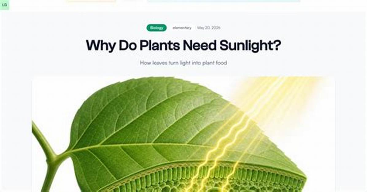 Why Lianas Need Sunlight?