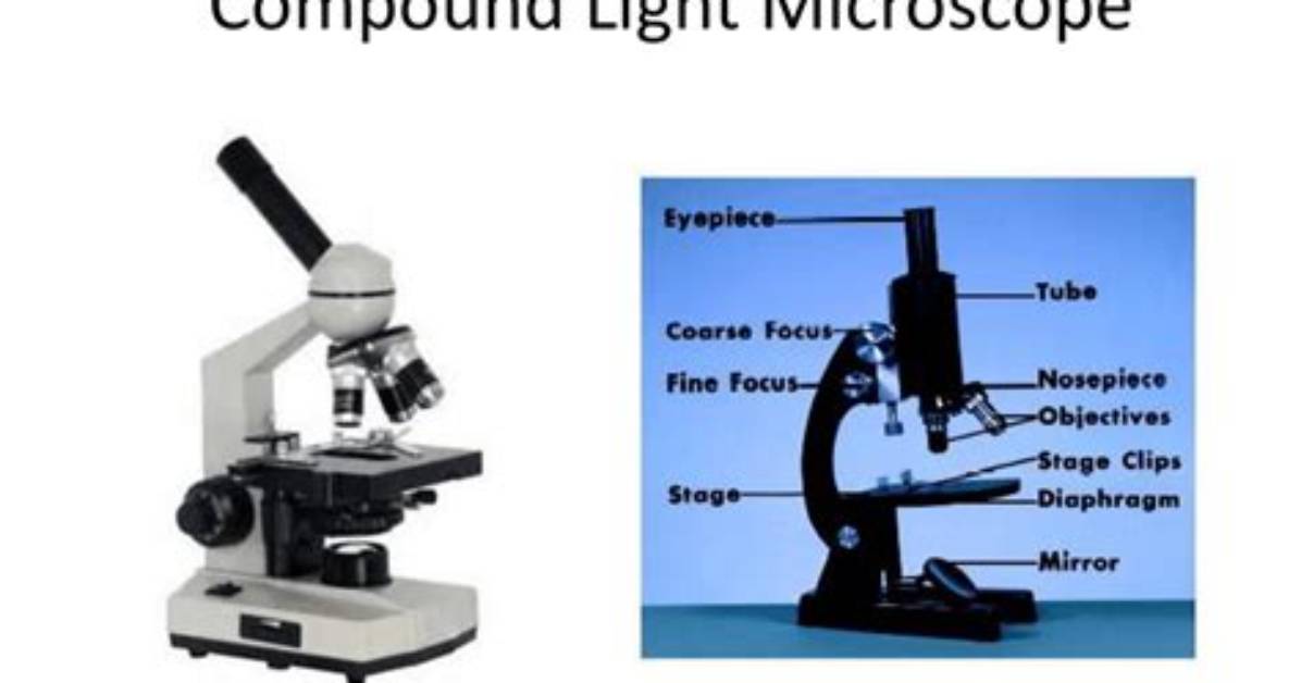 Why Light Microscope Is Called Compound