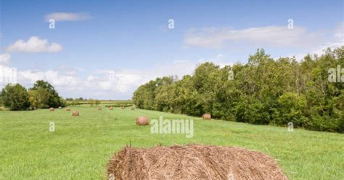 Why Lime Hay Field?