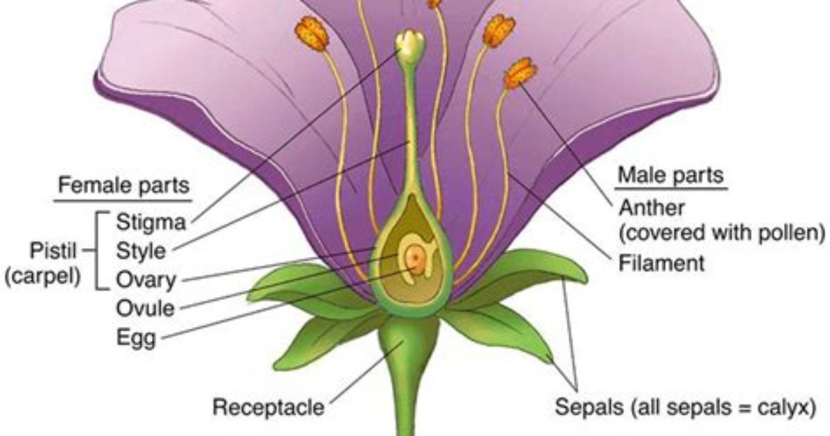 Why Might Some Anthers Be Inside the Flower?
