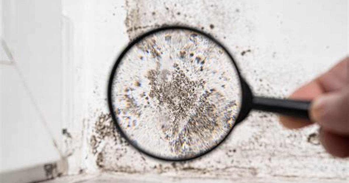 Why Mold Is Dangerous?