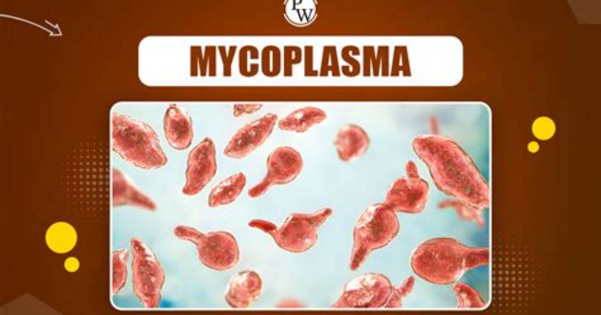 Why Mycoplasma Is Pleomorphic?