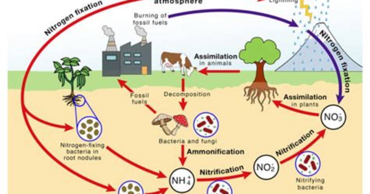Why Necessary Nitrogen Fixation?