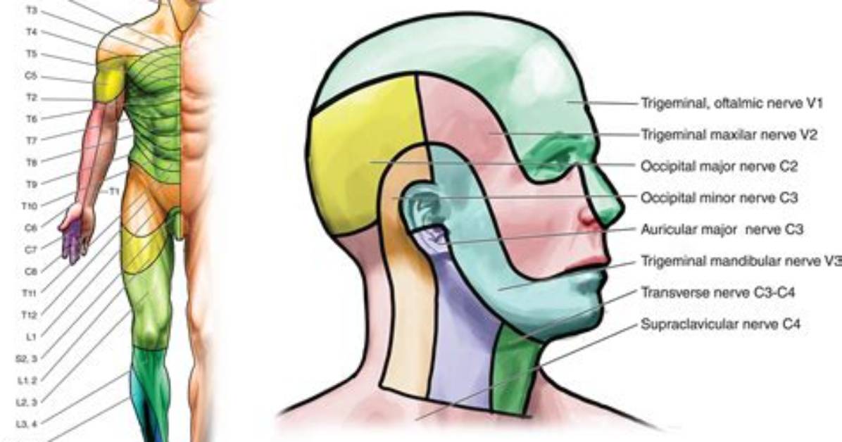 Why No C1 Dermatome?