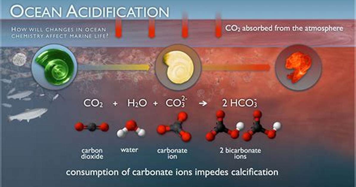 Why Ocean Acidification Is a Problem?