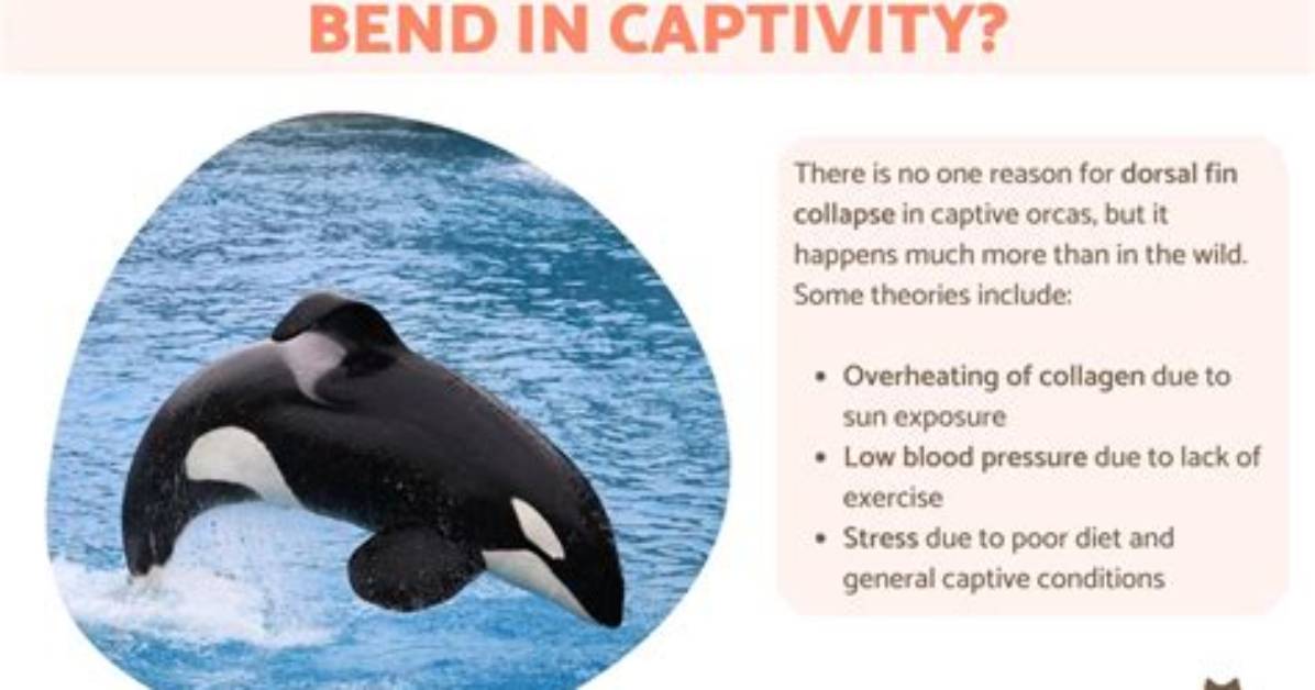 Why Orca Fin Bent?