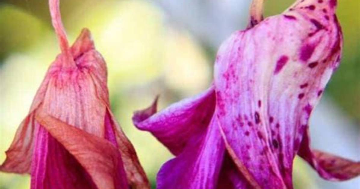 Why Orchids Flowers Fall off?