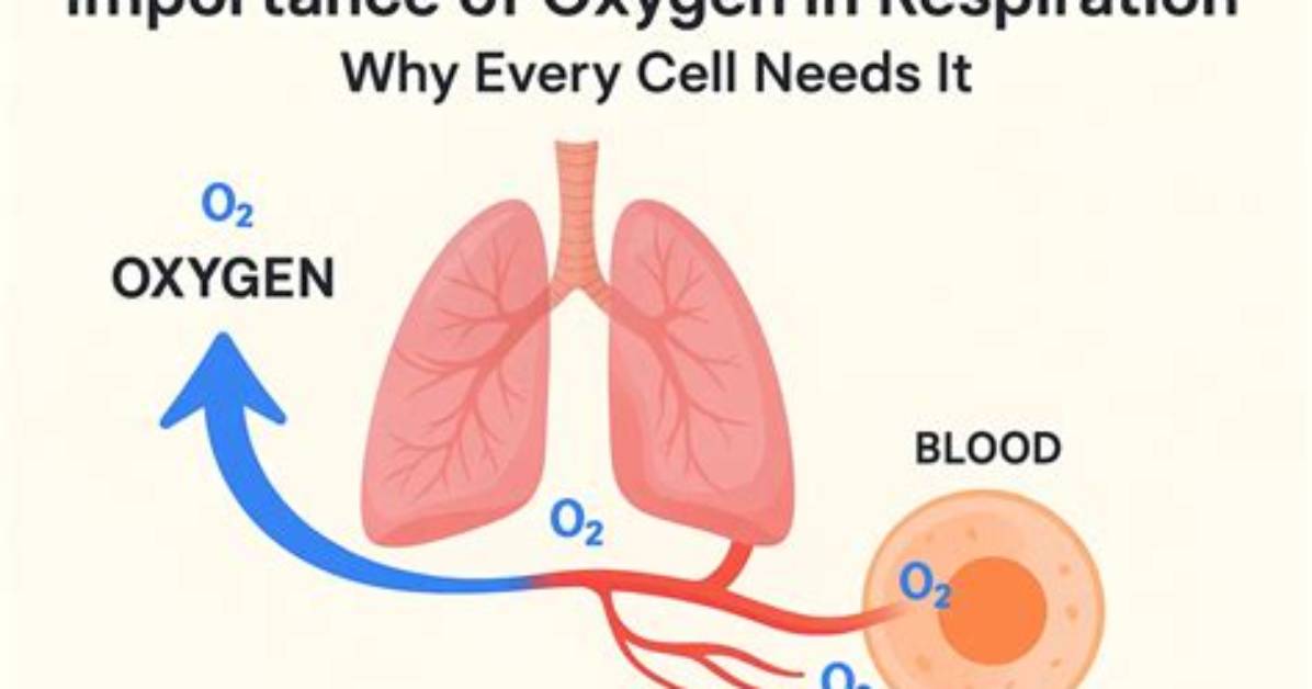 Why Oxygen Is Important - Lisbd-Net. Com