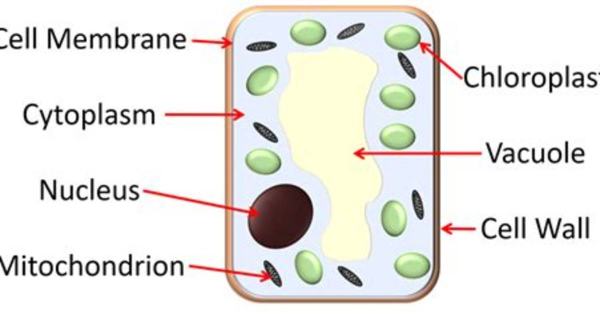 Why Palisade Cell Specialised?