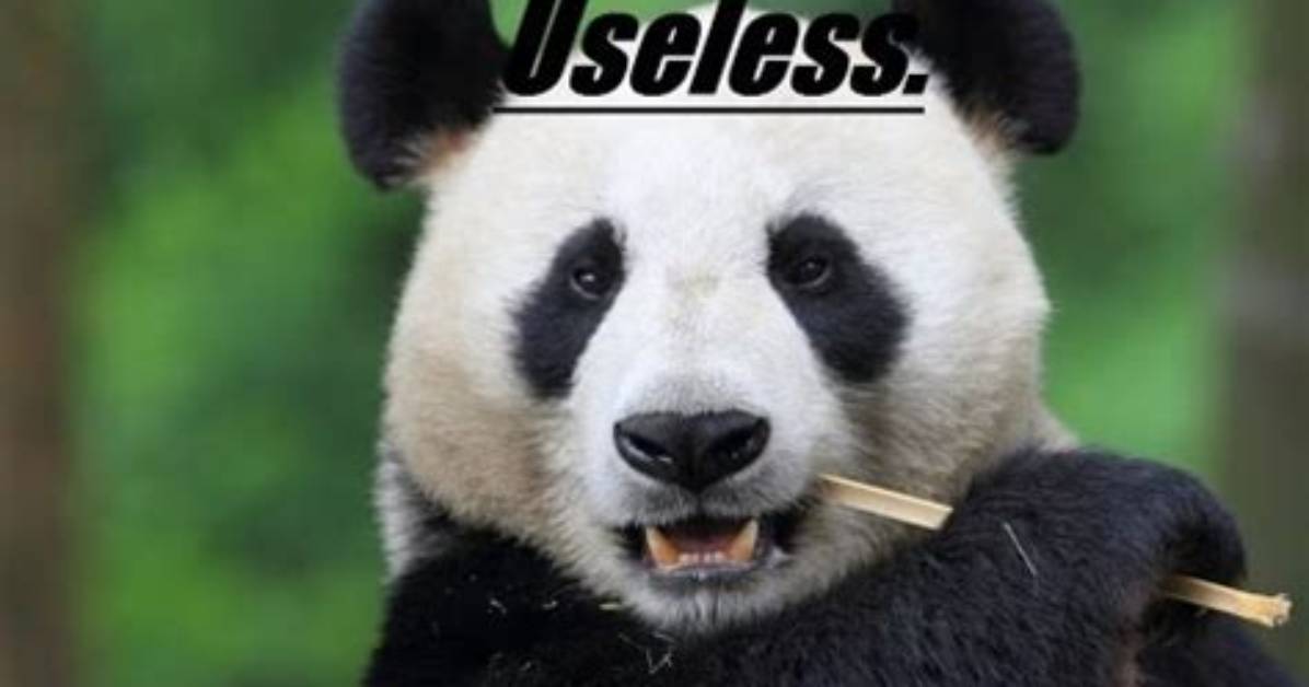 Why Pandas Are Useless?