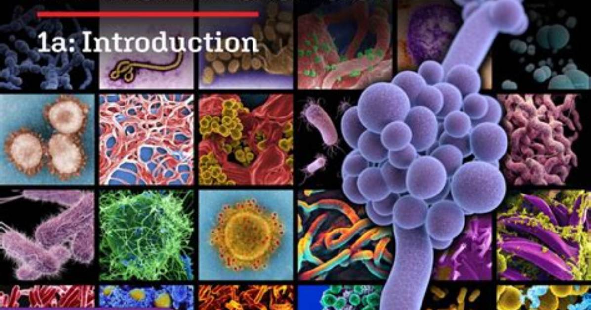 Why Pathophysiology Is Important?