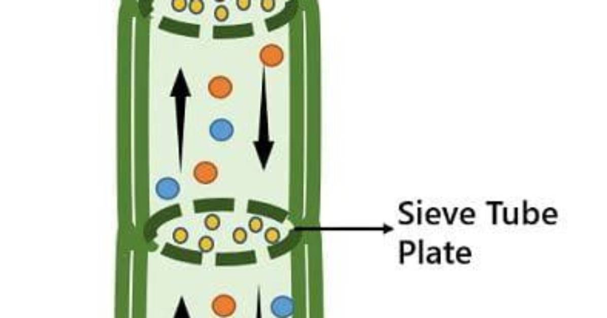 Why Phloem Is Bidirectional?