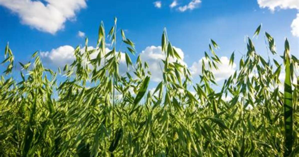 Why Phytochemistry Is Important?