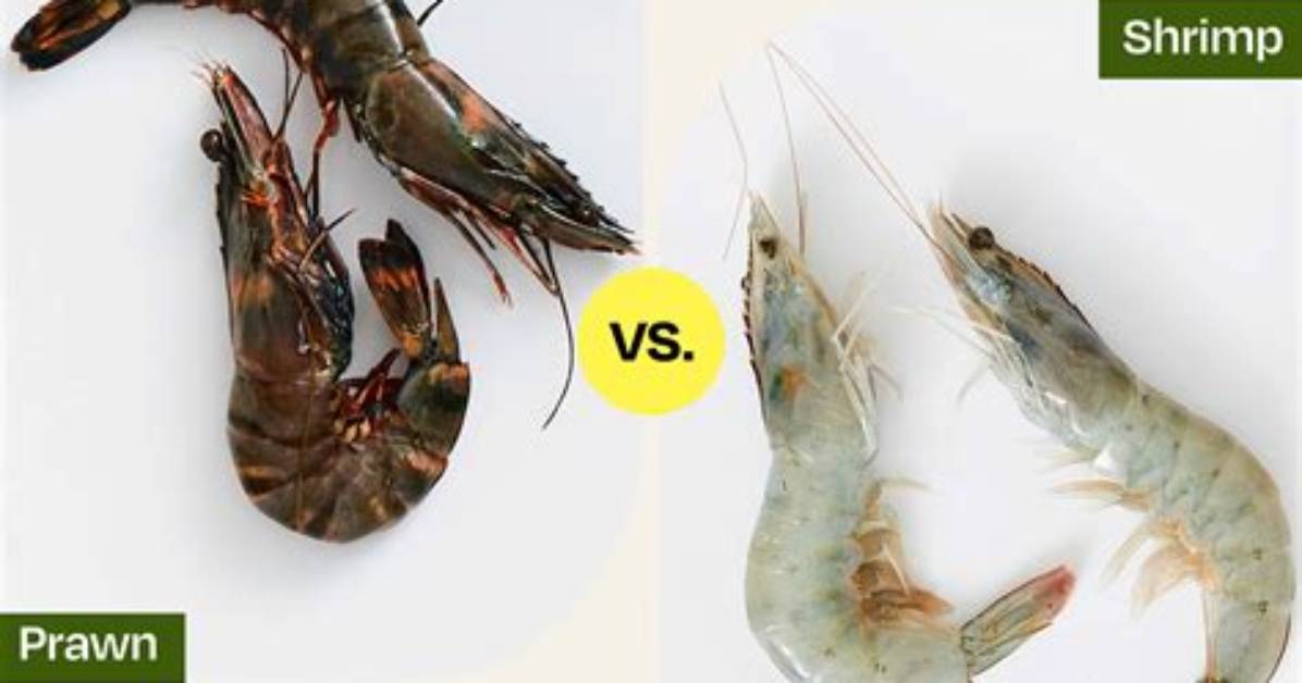 Why Prawn Is Not a Fish?