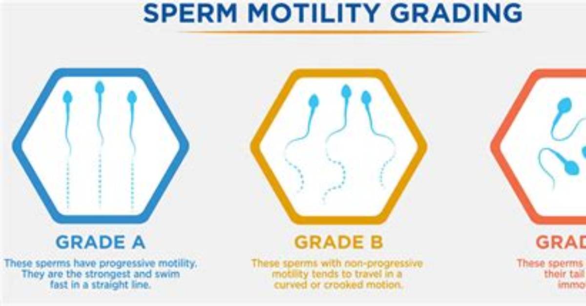 Why Provides Motility for a Sperm Cell?