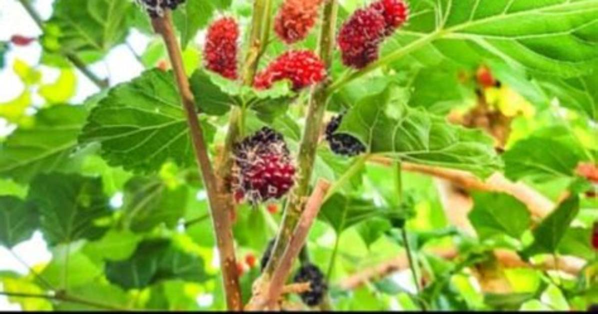 Why Prune Mulberry Tree?