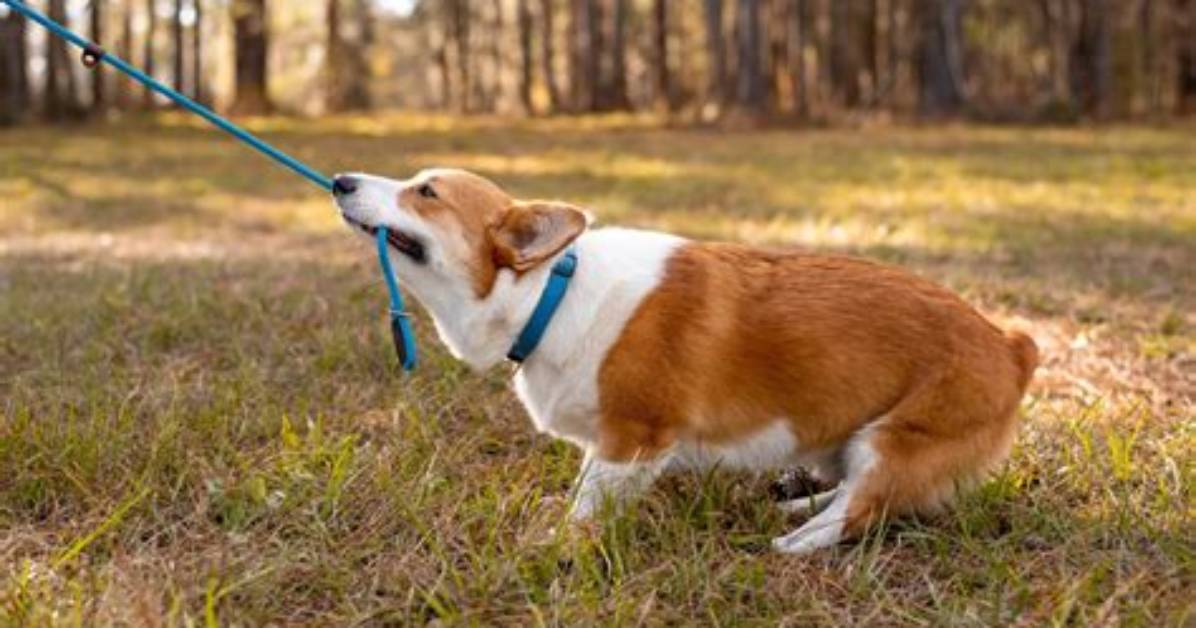 Why Puppy Bites Leash?