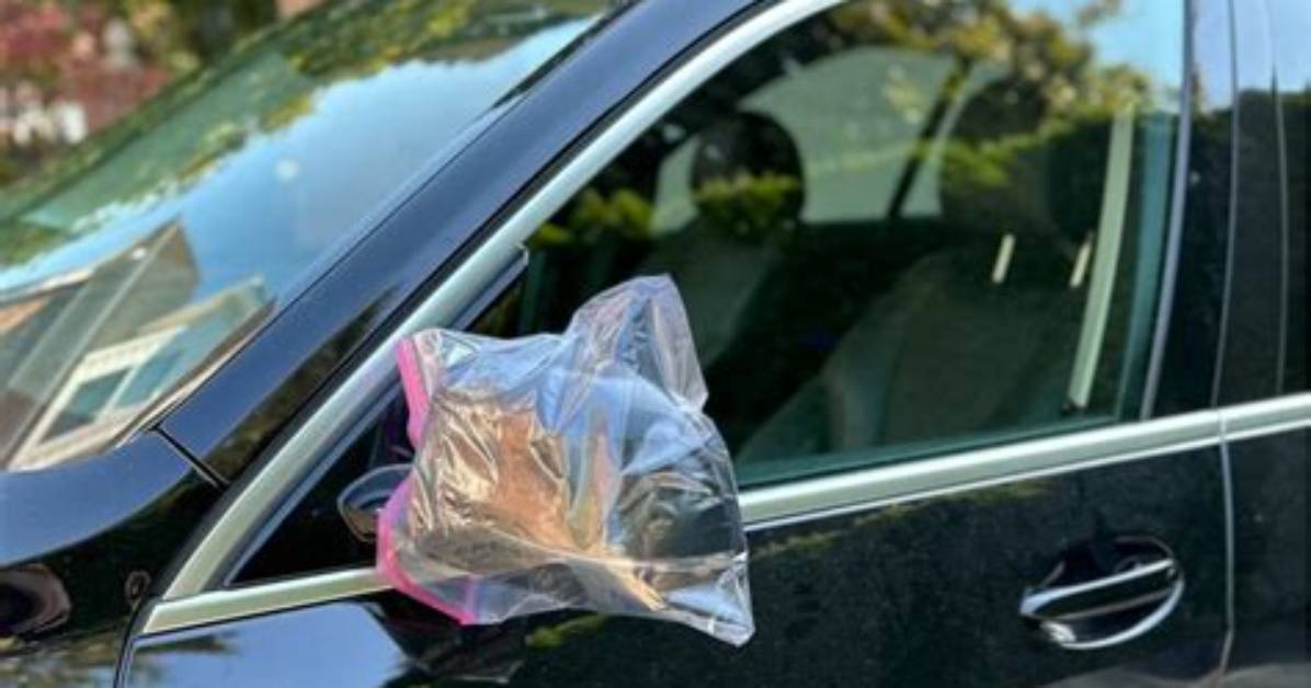 Why Put a Plastic Bag over a Plant