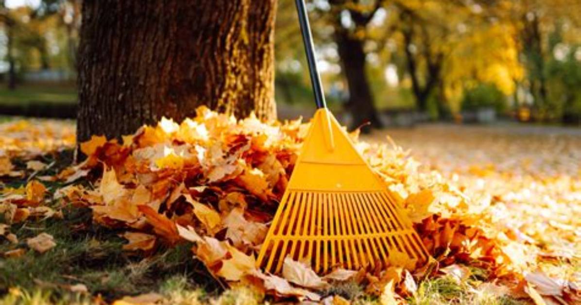 Why Rake Leaves in the Fall