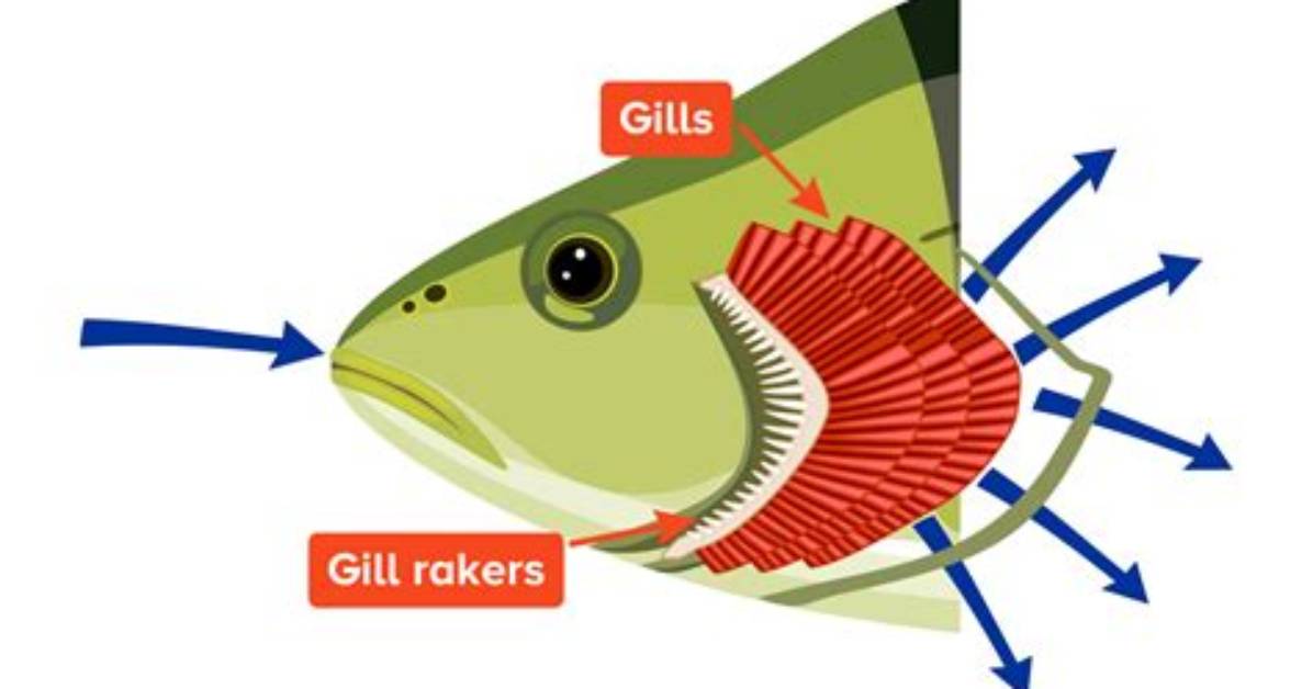 Why Remove Gills from Fish?