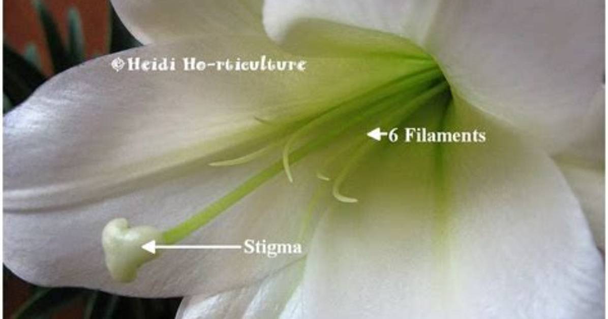 Why Remove Lily Stamens?