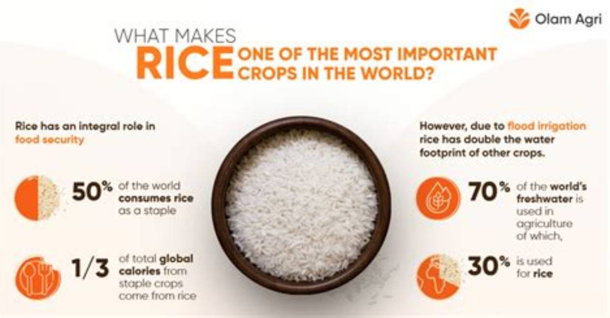 Why Rice Is Important - Lisbd-Net. Com