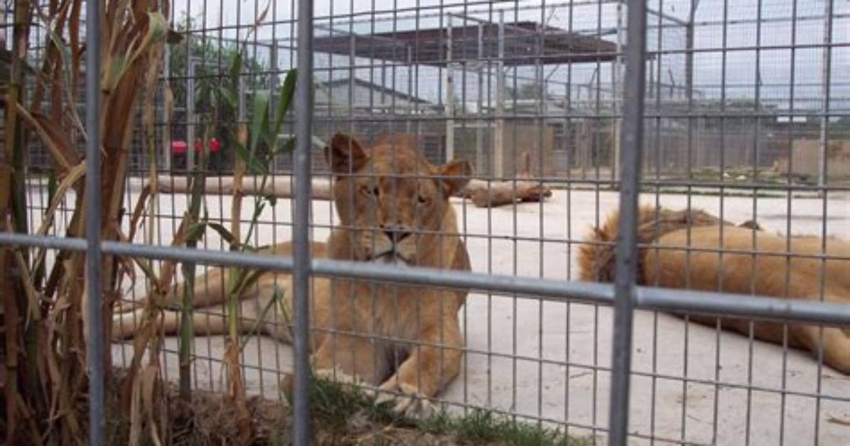 Why Roadside Zoos Are Bad?