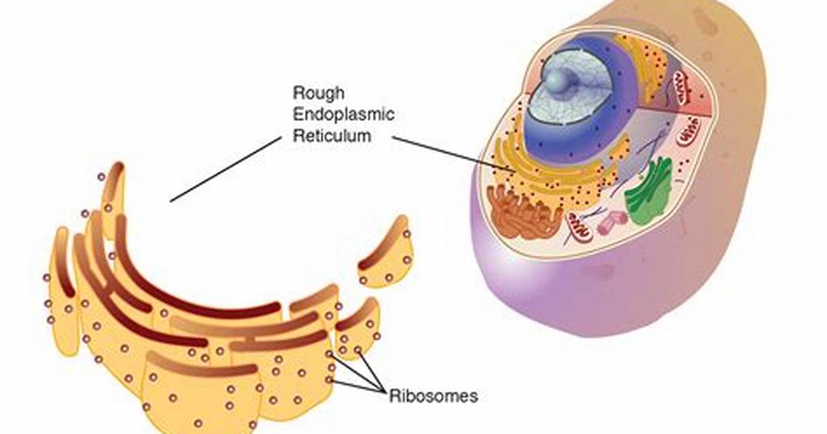 Why Rough Endoplasmic Reticulum Is Rough?