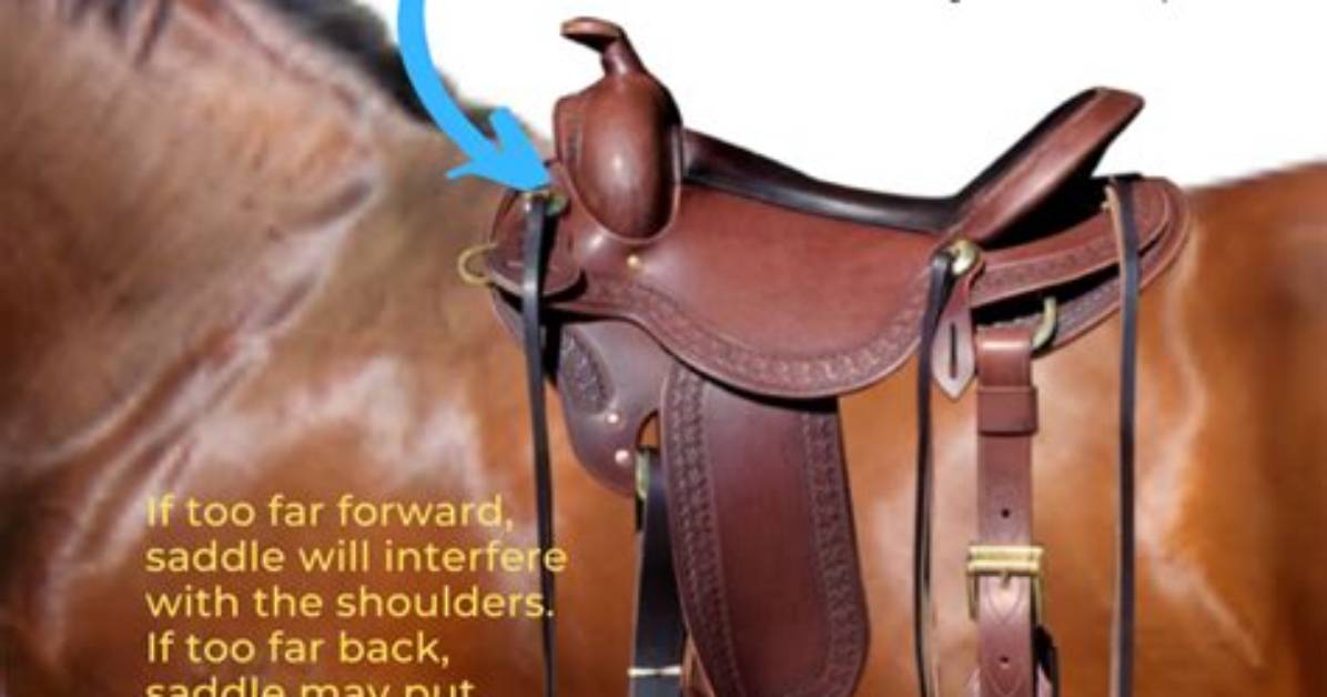 Why Saddle a Horse?