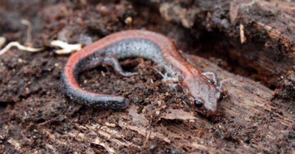 Why Salamanders Are Important?