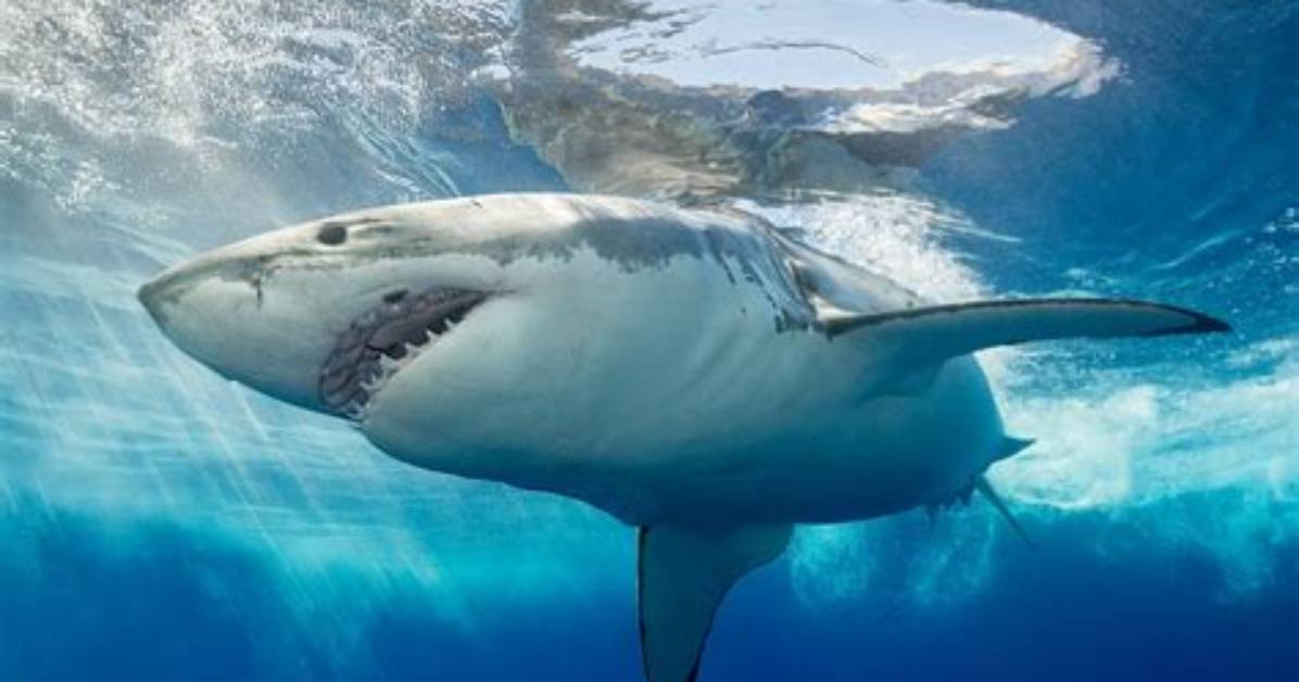 Why Sharks Are Dangerous?