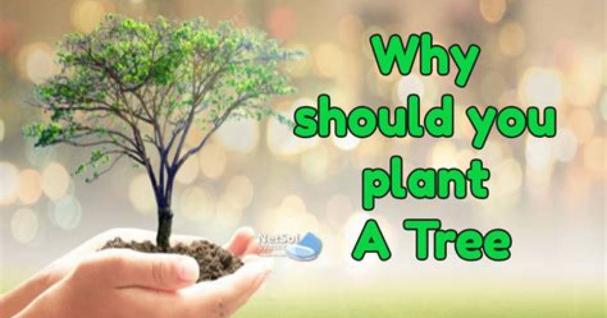 Why Should You Plant Trees