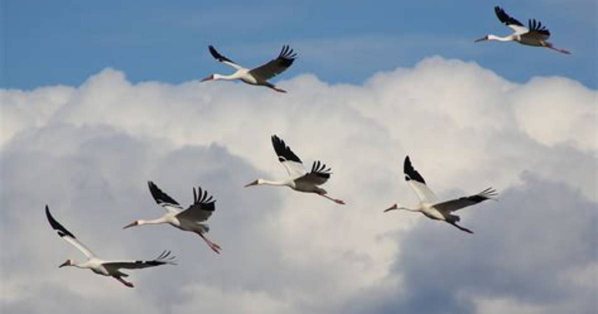 Why Siberian Cranes Always Fly in Groups?