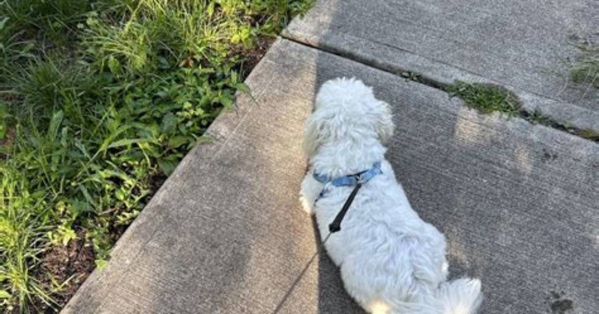 Why Sidewalks Are Important?