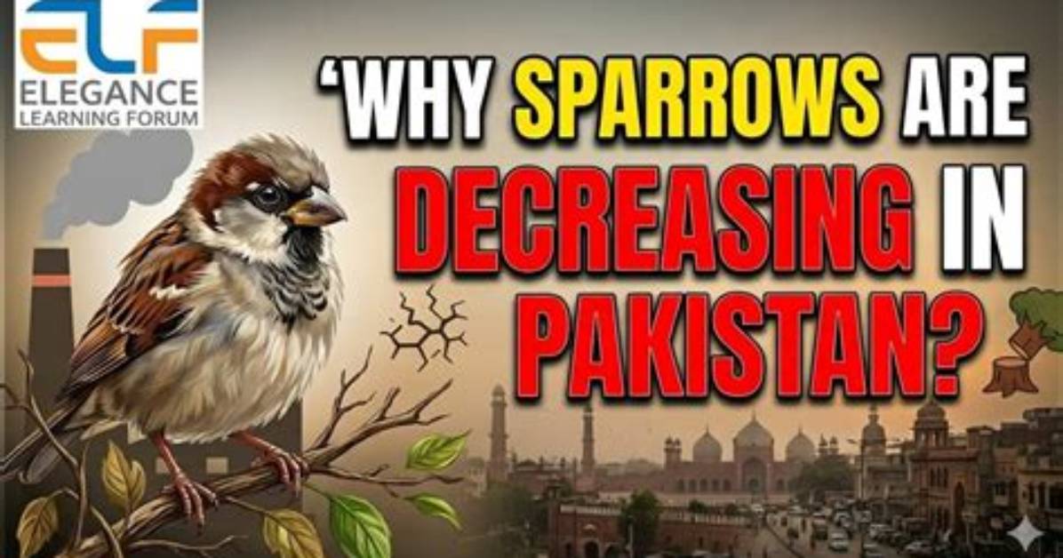 Why Sparrows Are Decreasing?