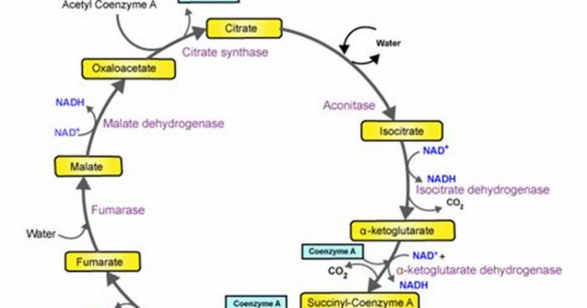 Why Tca Cycle Is Called Common Metabolic Pathway?
