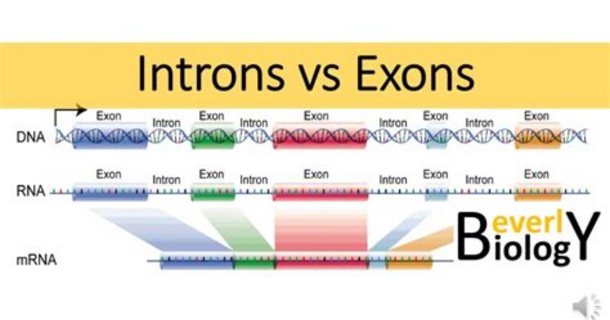 Why There Are Introns?