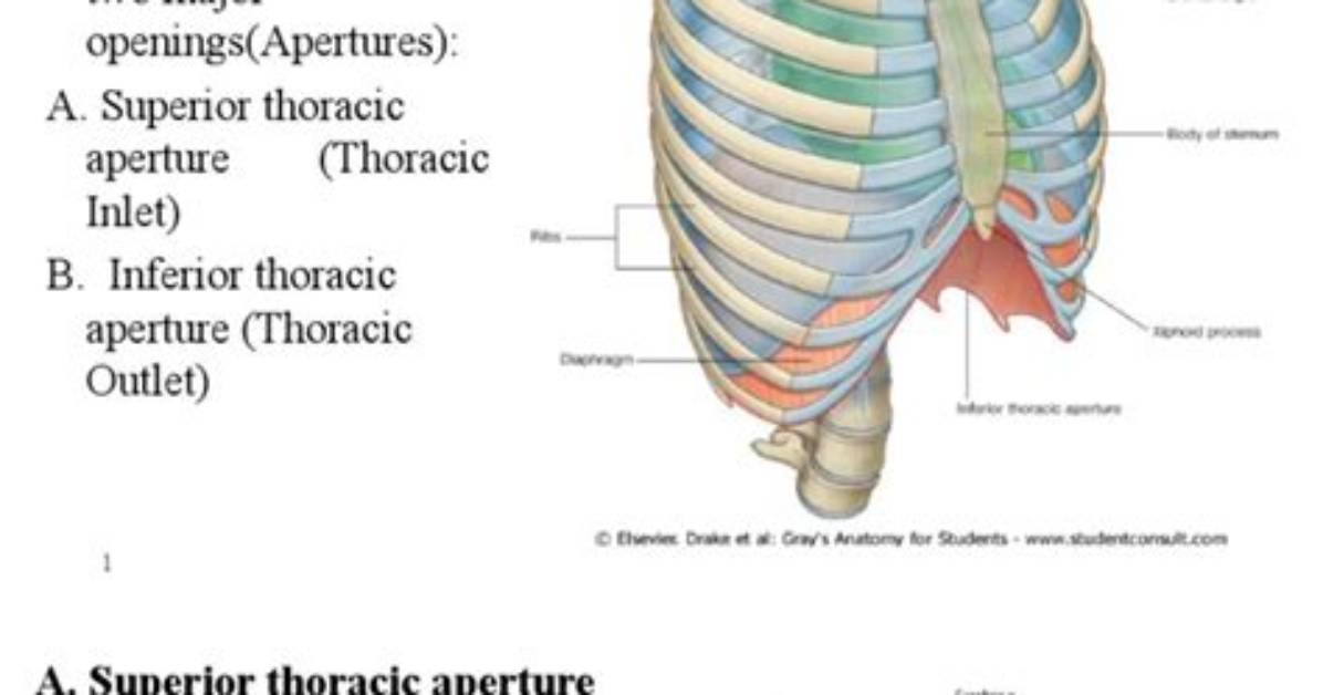 Why Thoracic Cavity Is Important?