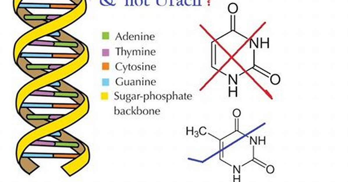 Why Thymine in Dna?