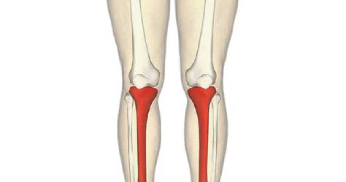 Why Tibia Is Called Shinbone?
