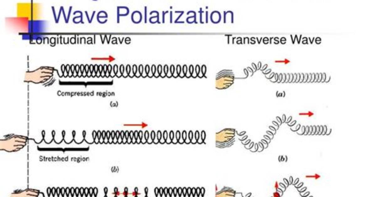 Why Transverse Waves Can Be Polarized?