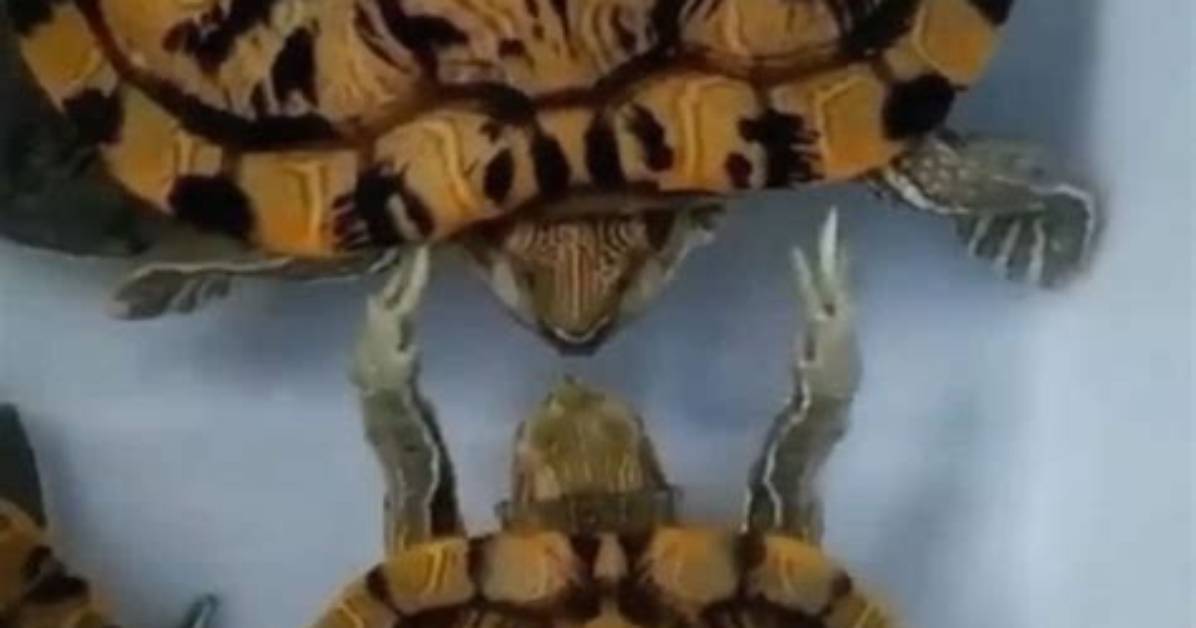 Why Turtle Slapping Face?