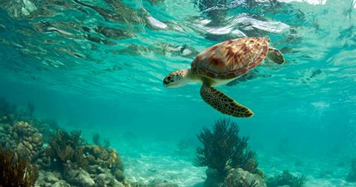 Why Turtles Are Endangered?