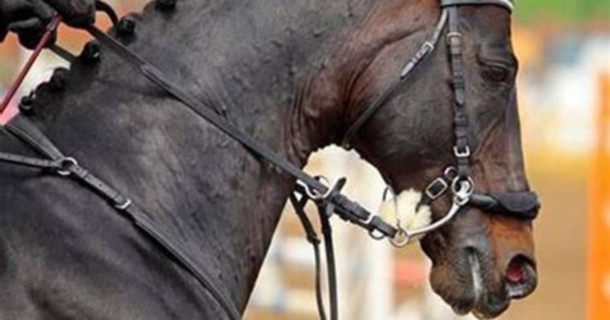 Why Use a Loping Hackamore?