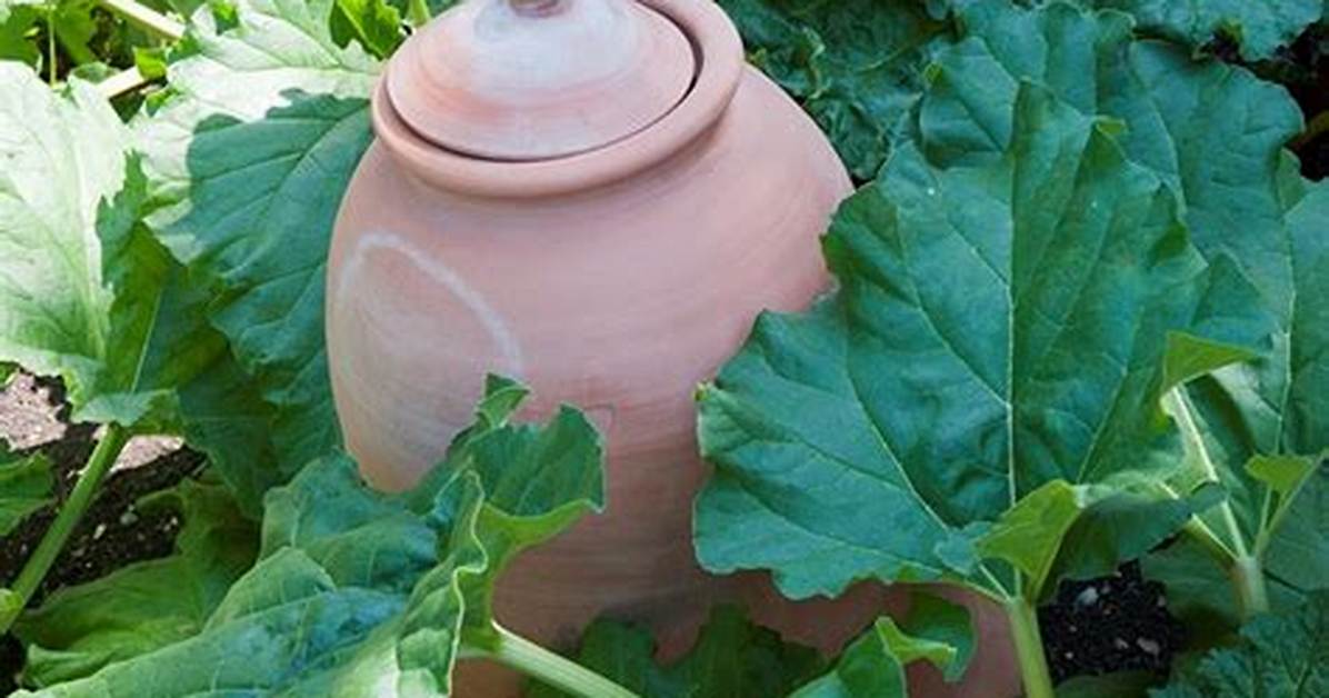 Why Use a Rhubarb Forcer?