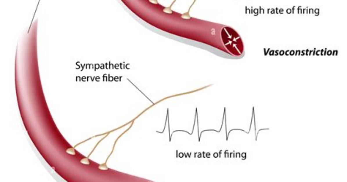 Why Vasoconstriction in Sympathetic?