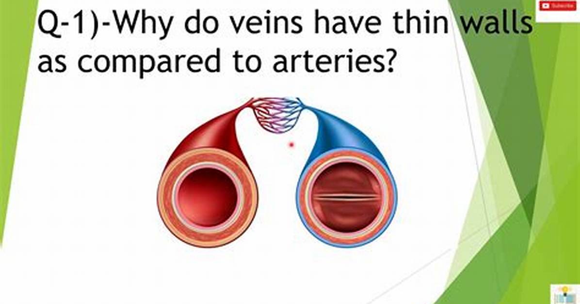 Why Veins Are Thin Walled?