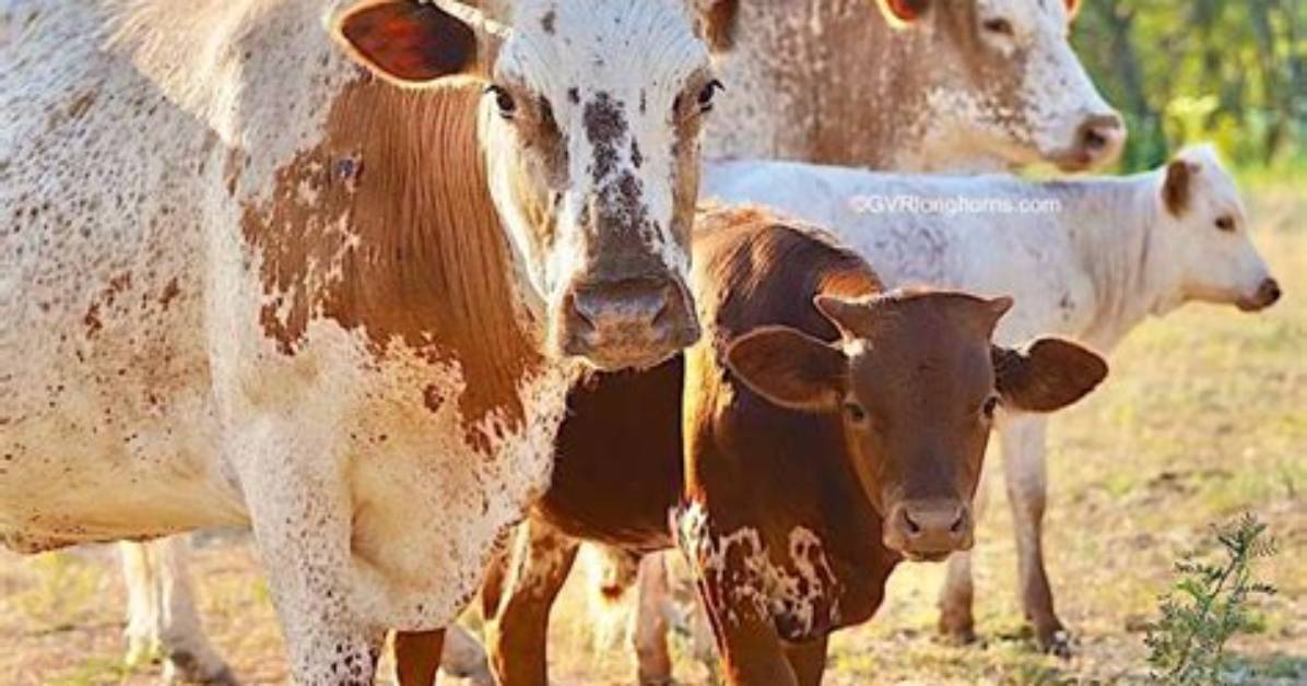 Why Was Cattle So Important in Texas