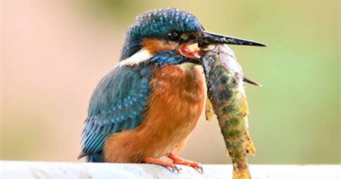Why Was Kingfisher Banned? | Contextresponse. Com