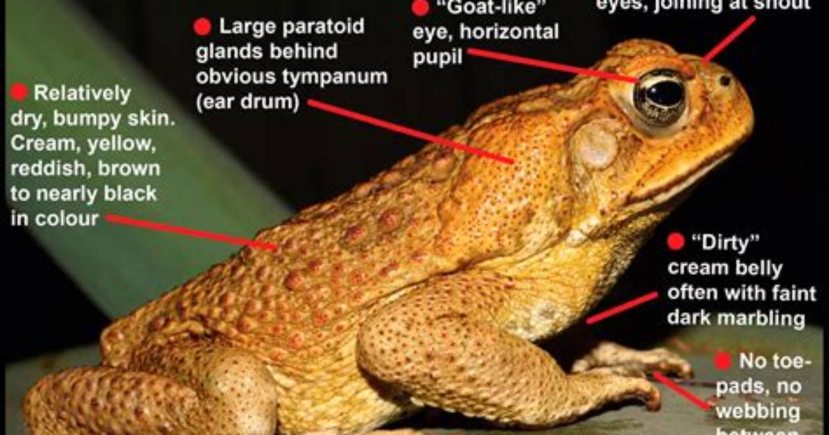 Why Was the Cane Toad Introduced to Australia?